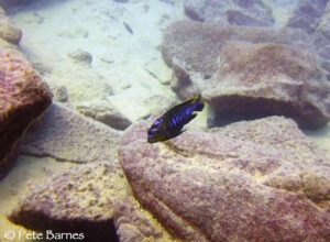 Tropheops sp. 'membe'